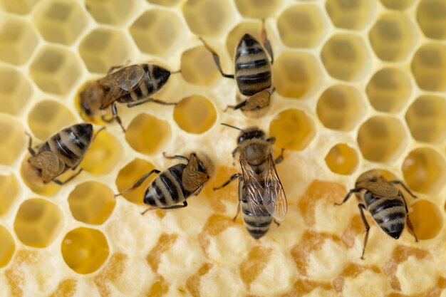 Many bees work on honeycombs.