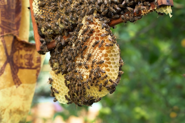 Photo many bees work on honeycombs