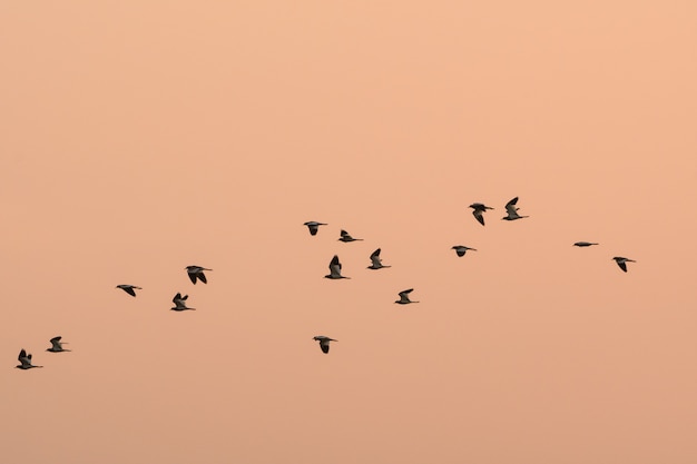 Many birds are flying To migrate to find a new habitat