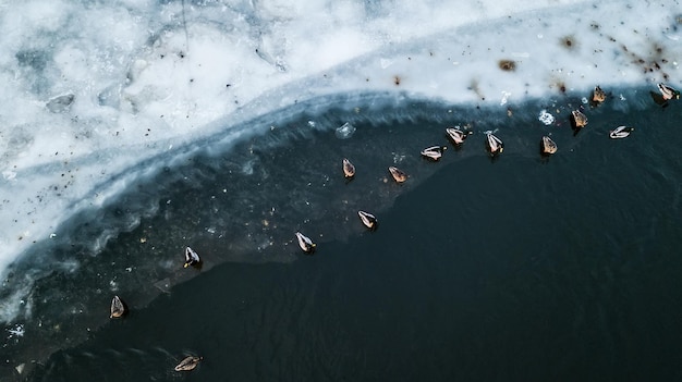 Photo many birds on the ice of the river aerial survey