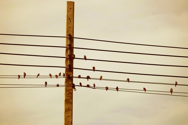 Many birds perched on electric wires