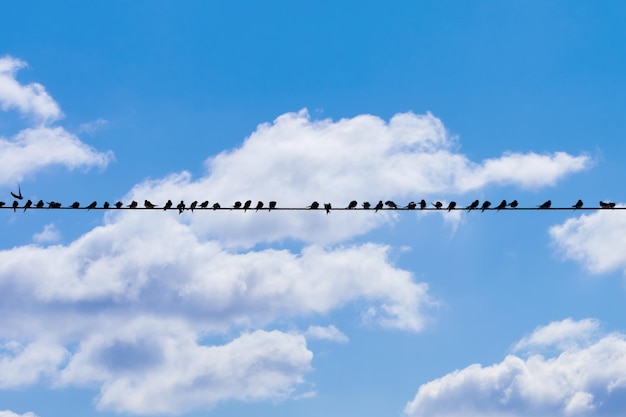 Many birds on a wire against a blue sky with clouds