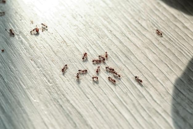 Many black ants on floor at home Pest control