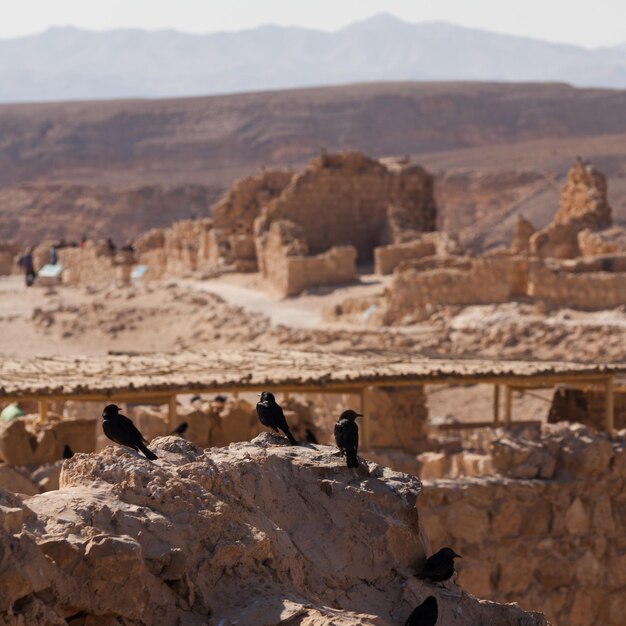 Many black birds perched on the ruins of the Masada fortress