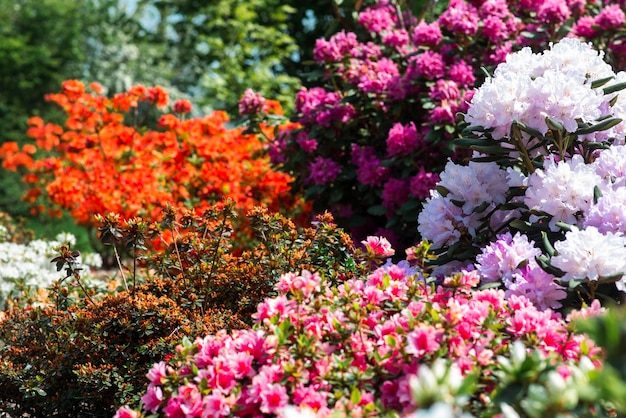 さまざまな色の多くの咲くロデンドロン