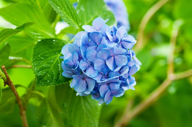 庭の花の背景に生えている多くの青いアジサイの花