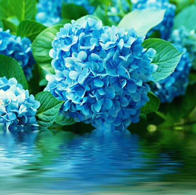 Many blue hydrangea flowers growing in the garden with water reflection floral background