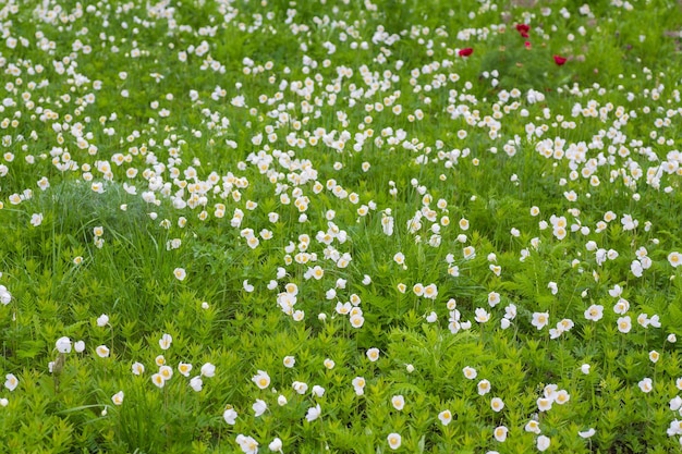 庭で育つ多くの青いアジサイの花