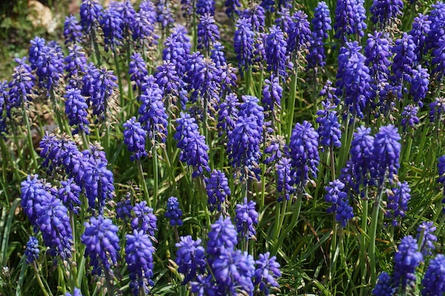 Many blue lavender flowers in garden