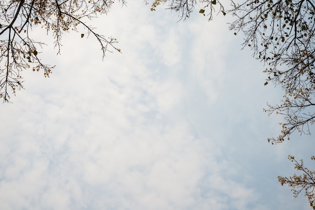 Many branches on sky