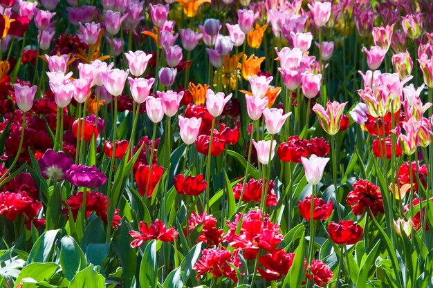 Many bright multicolored tulips