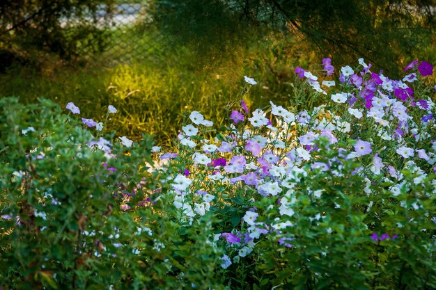 Many bright white and purple flowers in the sunset sunlight, beautiful outdoor floral background. 