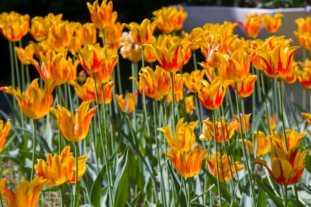 Many bright yellow tulips