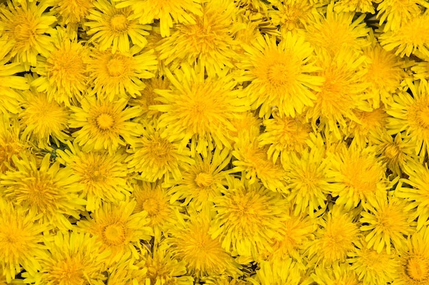 Many buds of yellow dandelions flower as background