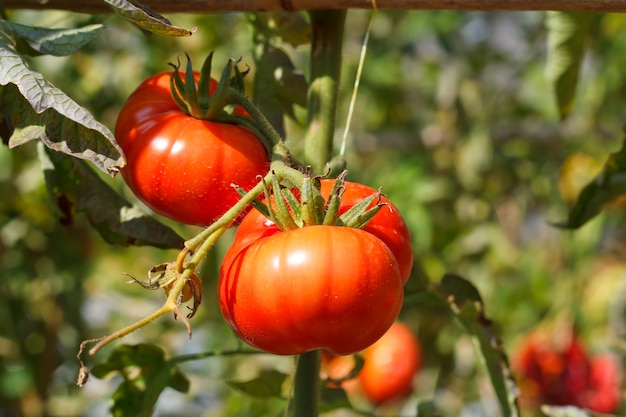 Many bunches with ripe red and unripe green tomatoes that growing in Thailand open farm.