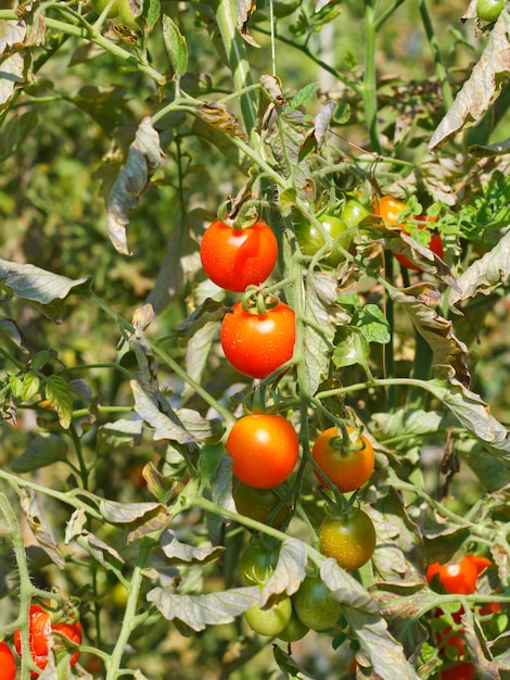 Many bunches with ripe red and unripe green tomatoes that growing in Thailand open farm.