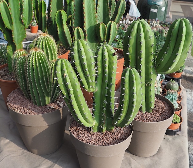 Many cactus plants