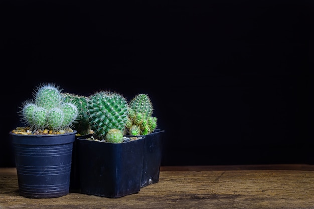 Many cactus species lay on the old wooden background