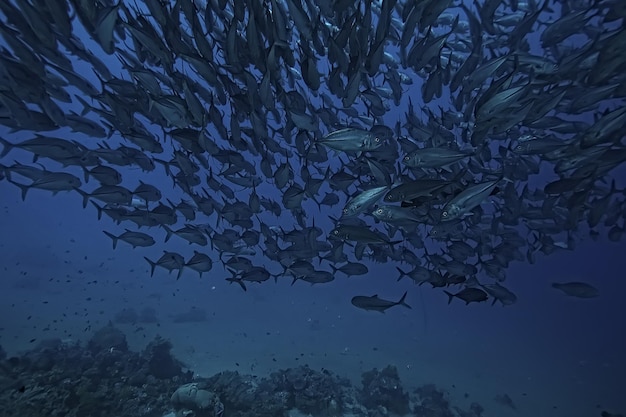 many Caranx underwater / large fish flock, underwater world, ocean ecological system