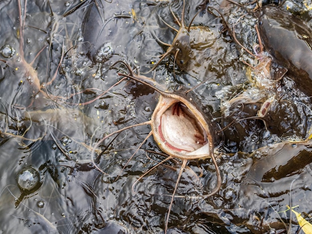 Many catfish in the swamp at the public park