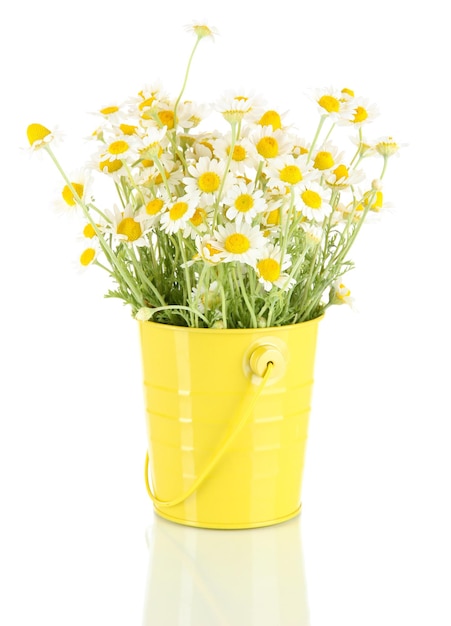 Many chamomile in bucket isolated on white