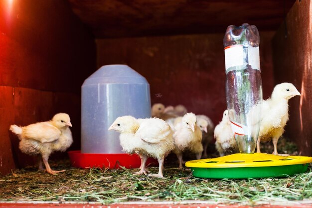 Many chicks in chicken coop near feeder