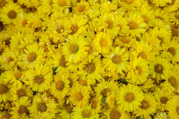 Many chrysanthemum flowers are prepared to make tea drinks copy space background