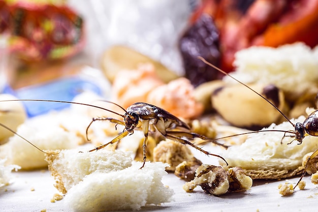 人間の廃棄物の食品残骸やプラスチックが床を汚染する多くのゴキブリのマクロ写真