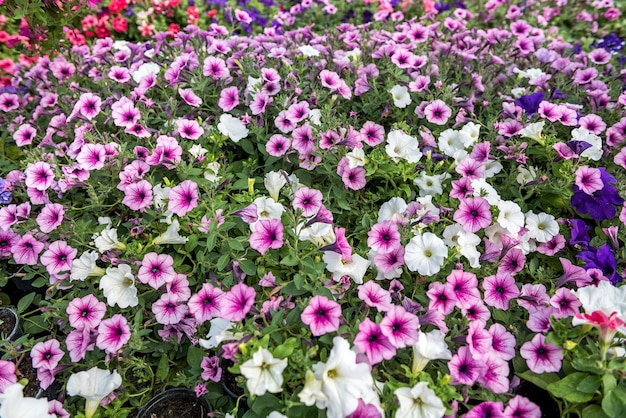 温室での季節開花中の多くの色の花