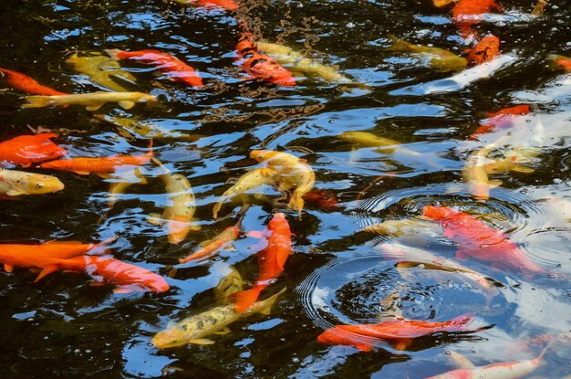 Many colored koi carps