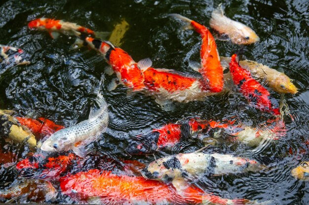 Many colorful fish swimming in a pond