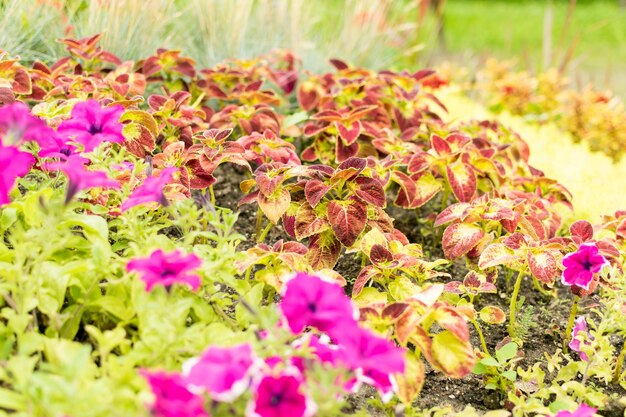 Many colorful flowers