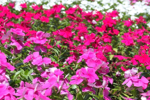 Many colorful flowers