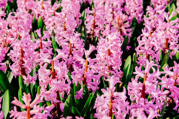 Many colorful hyacinths growing under the spring sunshine