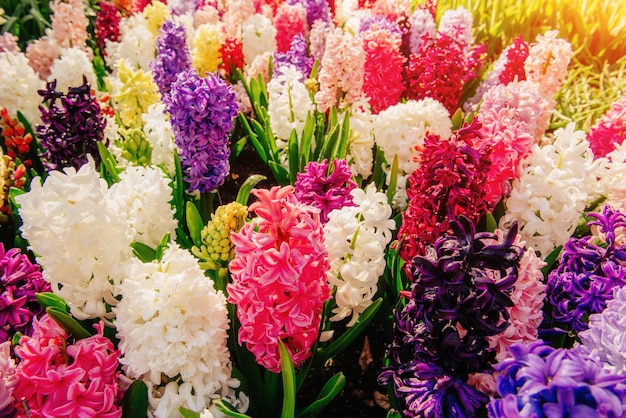 Many colorful hyacinths