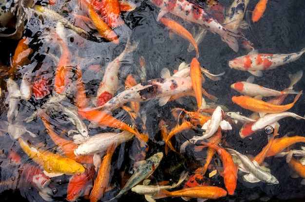 Molti pesci koi colorati in acqua