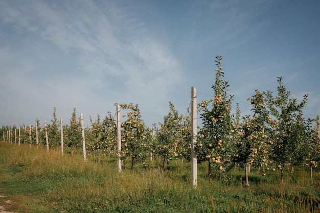 Many colorful ripe juicy apples on a branch in the garden ready for harvest in autumn Apple orchard