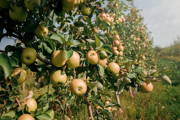 Many colorful ripe juicy apples on a branch in the garden ready for harvest in autumn Apple orchard