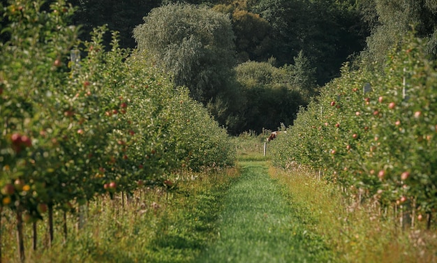 Many colorful ripe juicy apples on a branch in the garden ready for harvest in autumn Apple orchard