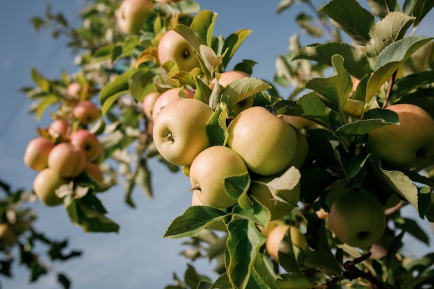 Many colorful ripe juicy apples on a branch in the garden ready for harvest in autumn Apple orchard