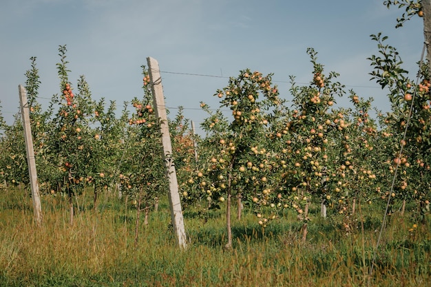 가을 사과 과수원에서 수확할 준비가 된 정원의 나뭇가지에 있는 많은 다채로운 익은 사과