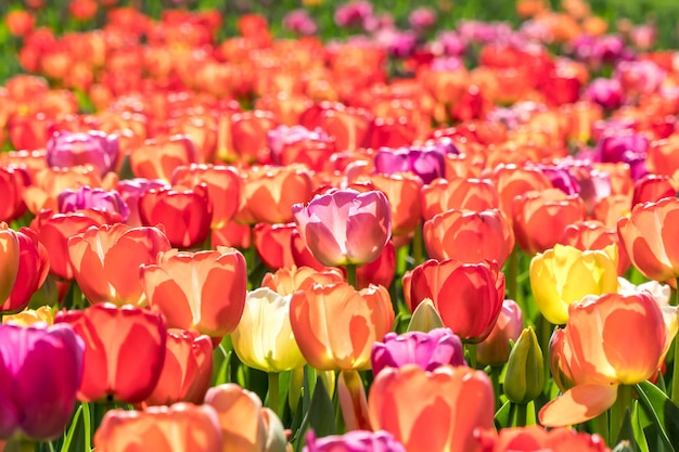 Many colorful tulips