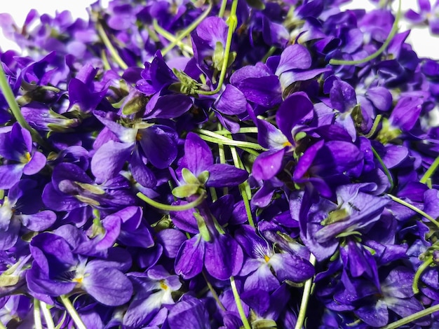 Много красочных фиолетовых цветков весной