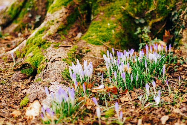 Many crocuses in the grass in the woods near the stump