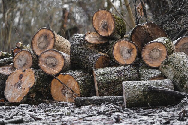 Many cut trees in the forest for firewood