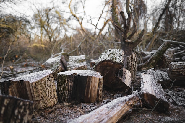 Many cut trees in the forest for firewood