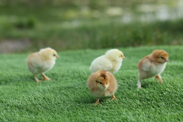 緑の人工芝屋外のクローズ アップに多くのかわいいひよこ動物の赤ちゃん