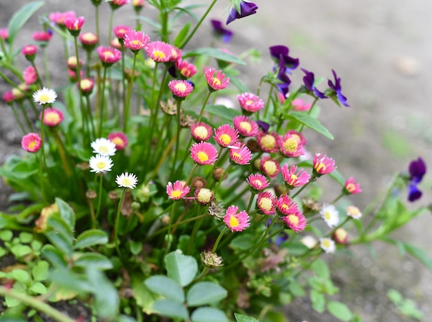 Bellis perennis 꽃의 많은 데이지