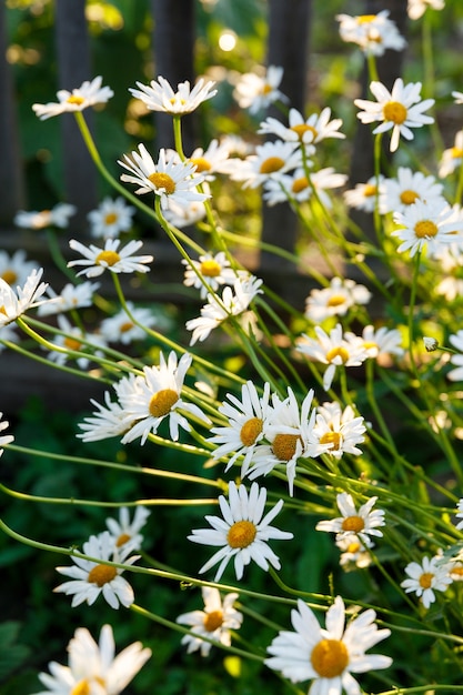 Many daisies in garden