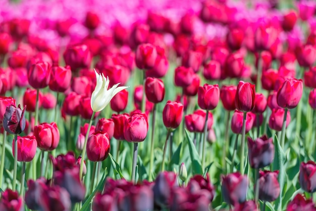 Molti tulipani rosso scuro sul campo. trama floreale, focus sul fiore bianco